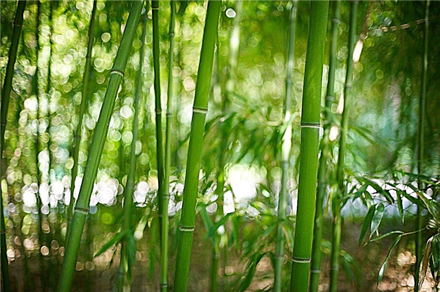 Bambuspflanzen für Zone 8 - Tipps für den Anbau von Bambus in Zone 8