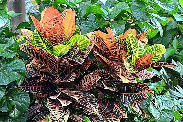 การดูแลพืช Croton กลางแจ้ง: วิธีการปลูก Croton กลางแจ้ง
