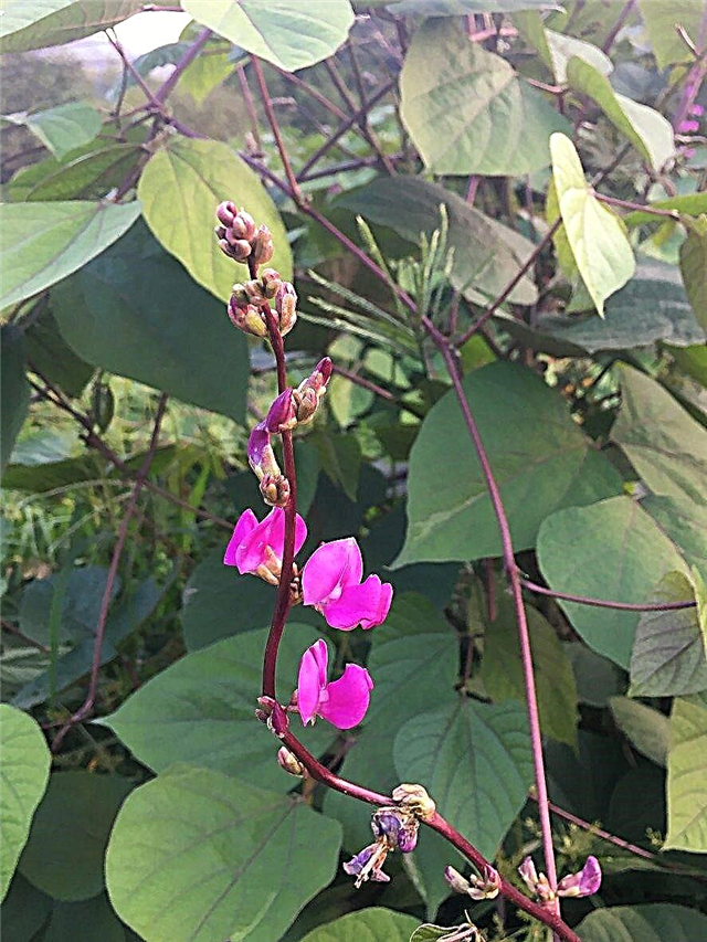 Prořezávání rostlin hyacintové fazole: Kdy prořezávat rostliny hyacintové fazole