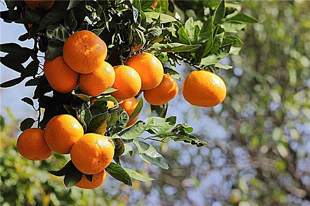 Tangerino derliaus laikas: kada mandarinai yra pasirengę skinti