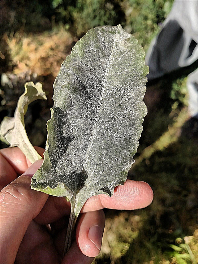 Rüben mit Mehltau - Behandlung von Mehltau in Rübenpflanzen