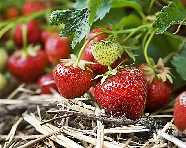 Erdbeeren der Zone 8: Tipps zum Anbau von Erdbeeren in Zone 8