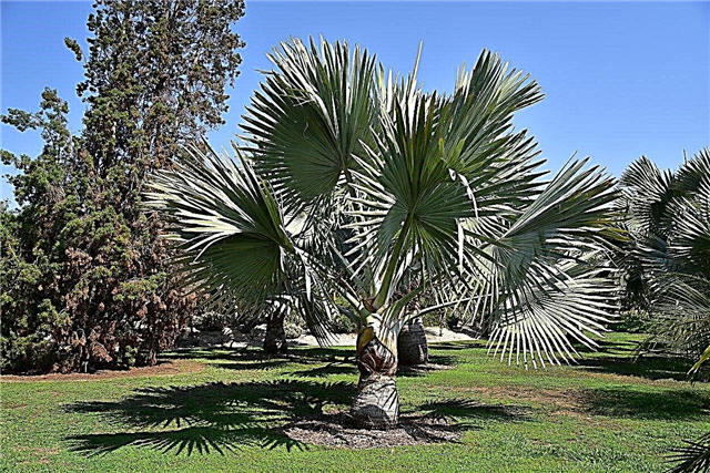 Залијевање палму Бисмарцк-ом: како залијевати ново засађену палму Бисмарцка