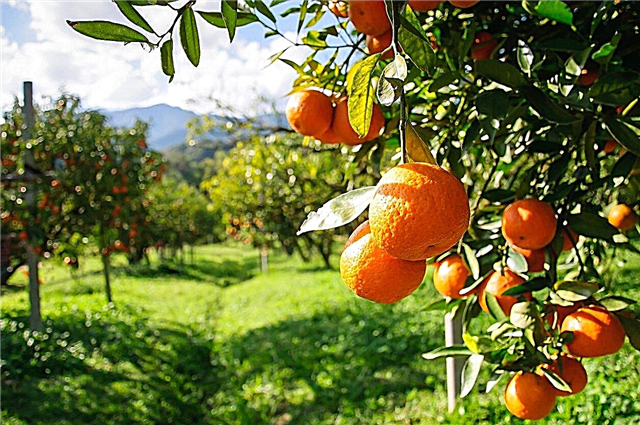 Sone 8 appelsintrær - tips om dyrking av appelsiner i sone 8