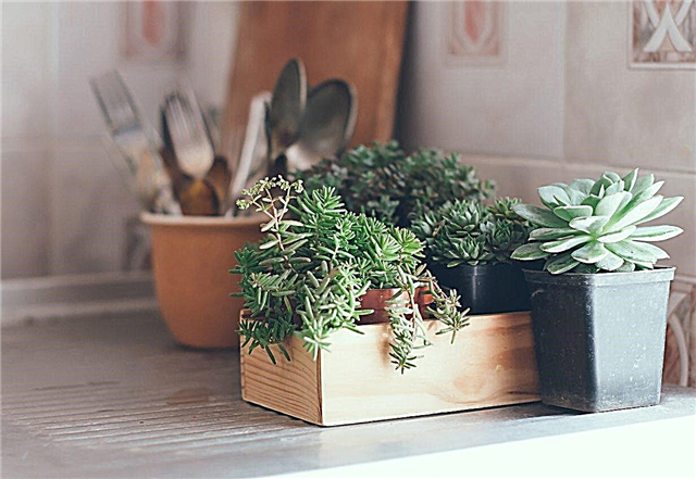 Keuken kamerplanten: welke planten groeien het best in keukens