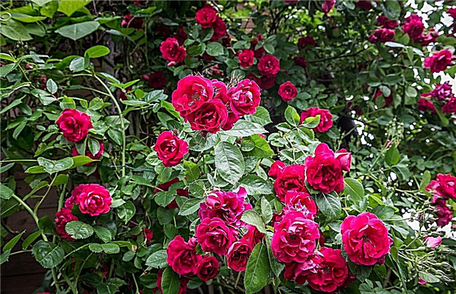 المنطقة 8 أصناف الورد - زراعة الورود في حدائق المنطقة 8