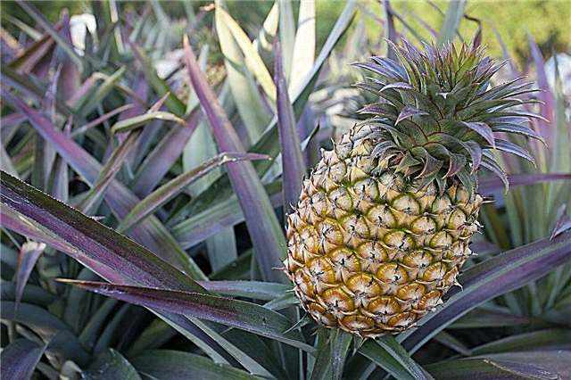 Pineapple Plant Fruiting: doe ananasplanten meer dan eens fruit