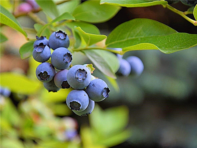 Sone 8 blåbær: Velge blåbær for sone 8 hager
