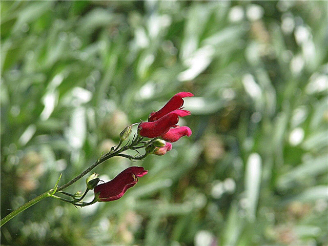 Scrophularia 정보 : 나무 식물에서 붉은 새란 무엇인가