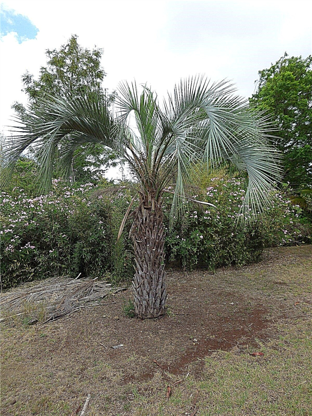 Een Pindo-palm terugsnijden: wanneer moeten Pindo-palmen worden gesnoeid