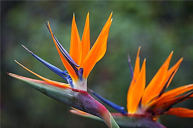 ट्रांसप्लांटिंग बर्ड्स ऑफ पैराडाइज - कैसे एक पक्षी को स्वर्ग के पौधे के प्रत्यारोपण के लिए