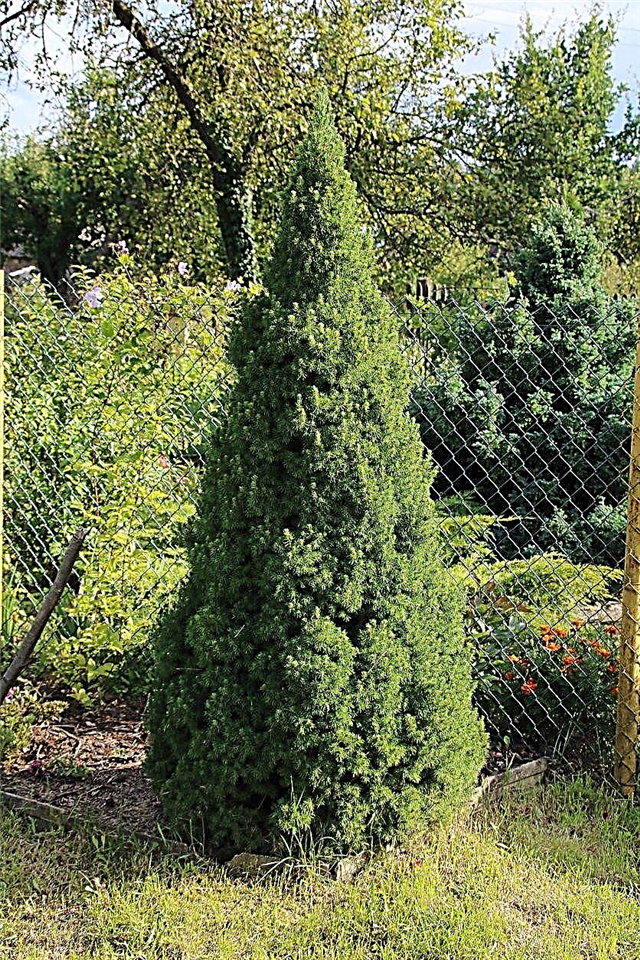 Small Conifer Trees - Growing Dwarf Conifer Trees In The Landscape