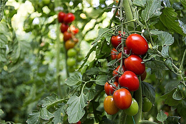 Tomat Untuk Zona 8: Pelajari Tentang Varietas Tomat Zona 8