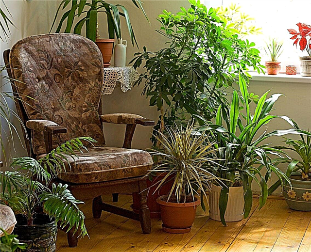 Plantas para salas de estar: plantas de interior comunes para la sala de estar