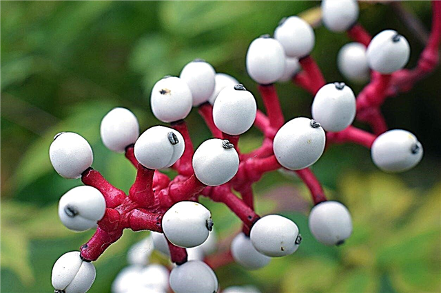 العناية بالعنب الأبيض - كيف تنمو نبات عيون الدمية في الحدائق