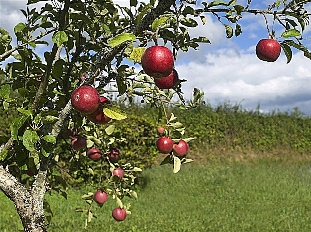 תפוחים של שעת צינה נמוכה - טיפים לגידול עצי תפוח אזור 8