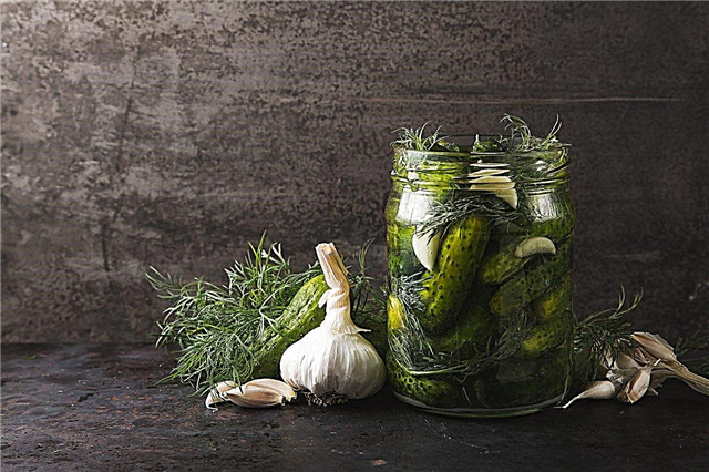 Zelišča in začimbe za maščobe - Katere začimbe in zelišča so v kumaricah?