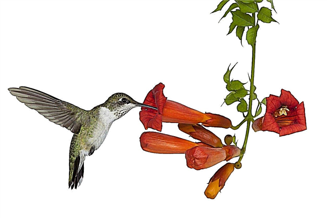 Kolibri-Pflanzen der Zone 8: Kolibris in Zone 8 anziehen