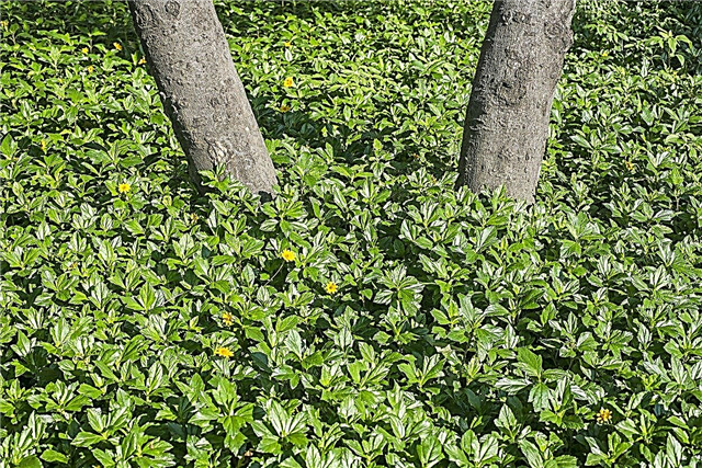 Wedelia Plant Care - Apprenez à cultiver des plantes Wedelia Groundcover
