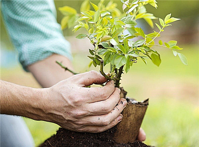 Arbustos enanos para jardines: elección de arbustos para espacios pequeños