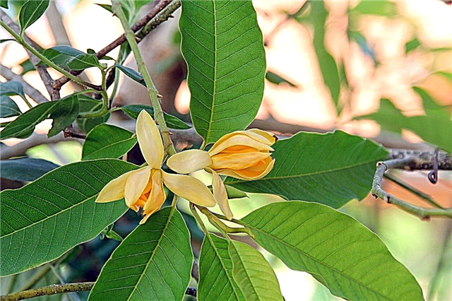 Informação perfumada de Champaca: Dicas sobre como cuidar de árvores de Champaca