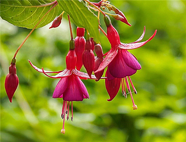Zijn eetbare fuchsia's: leer over het eten van fuchsia bessen en bloemen