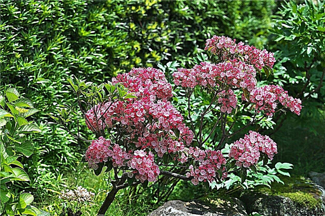 Arbustes à fleurs pour la zone 8 - Choisir la zone 8 arbustes qui fleurissent