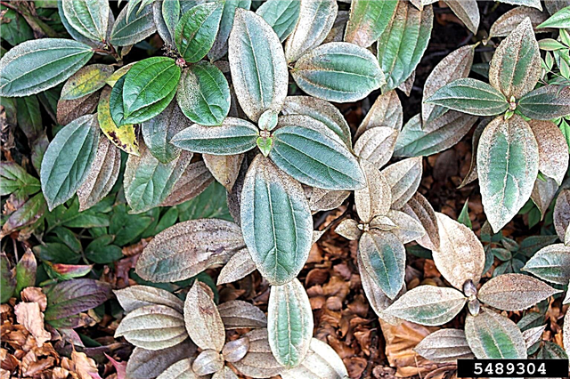 การควบคุมศัตรูพืช Viburnum: เรียนรู้เกี่ยวกับศัตรูพืชที่มีผลต่อ Viburnums