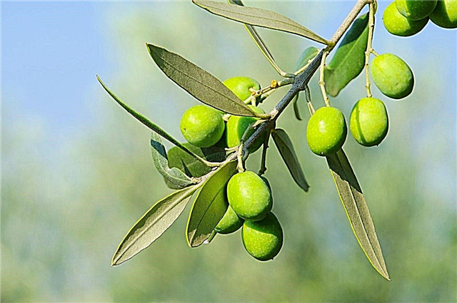 Mohou olivové stromy růst v zóně 7: typy studených otužilých olivovníků