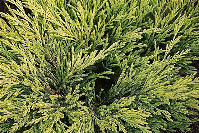 Gojenje Hinoki Cypress: nega za rastline Hinoki Cypress