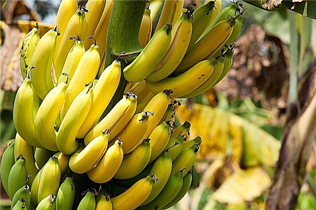 Frias e resistentes bananeiras: cultivando uma bananeira na zona 8