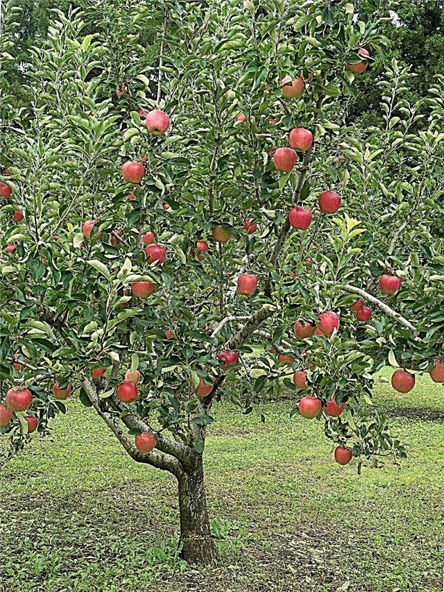 Frukttrær for sone 5: Velge frukttrær som vokser i sone 5