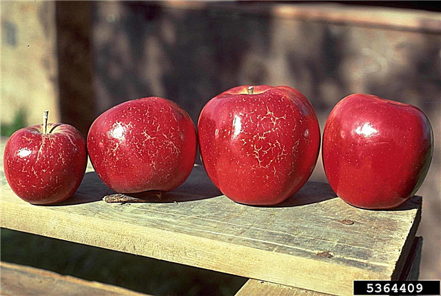 Apple Russet Control: Як запобігти просідання яблук