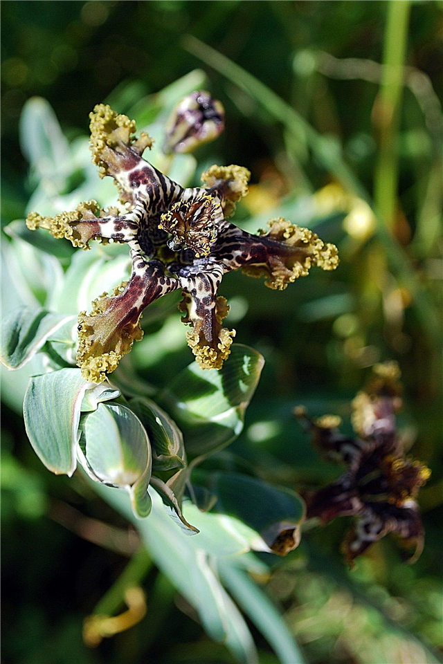 Vad är en sjöstjärna Iris - Tips om odling av sjöstjärna Iris växter