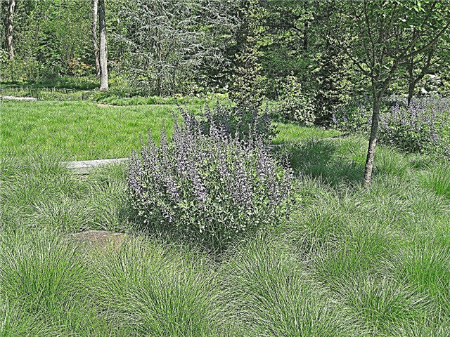 Habiturf Lawn Care: So erstellen Sie einen einheimischen Habiturf Lawn