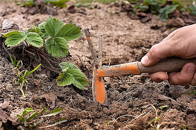 การใช้เครื่องมือกำจัดวัชพืชด้วยมือ: วิธีใช้เครื่องมือกำจัดวัชพืชด้วยมือในสวน