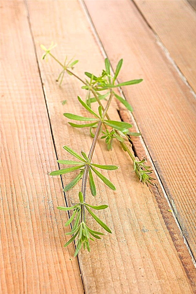 Maklumat Herba Goosegrass: Cara Tanaman Herba Goosegrass