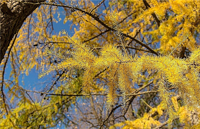 Ändern Nadelbaumfarben ihre Farbe - Erfahren Sie mehr über die Farbänderung von Nadelbäumen
