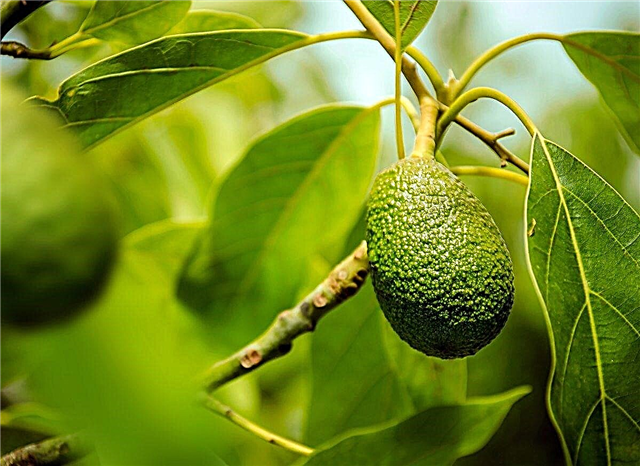 Zone 8 Avocadobomen - Kun je avocado's kweken in Zone 8