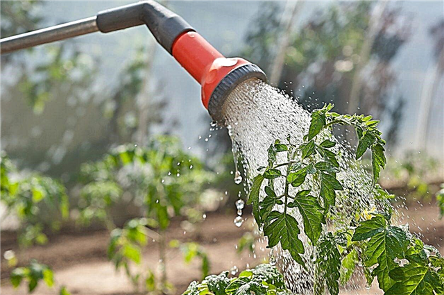 Hva er en vannstav: Lær om bruk av hagevannstenger