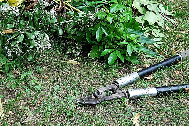 Na co se používají loppery: Tipy ohledně používání zahradních lopatek pro prořezávání
