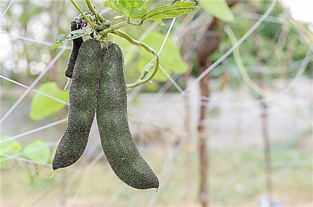Informações sobre o feijão de veludo: Aprenda sobre o cultivo de plantas de feijão de veludo