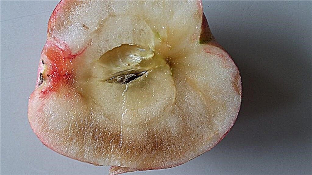 Transtorno de colapso empapado - O que causa colapso empapado de maçã
