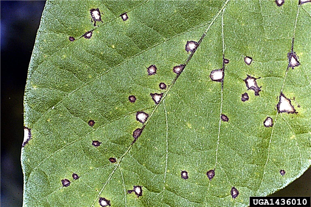 ورقة الشجر في الفاصوليا: كيفية التحكم في أوراق نبات السركوسبورا
