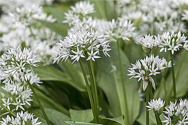 Control de plantas de Allium: cómo gestionar las cebollas en flor