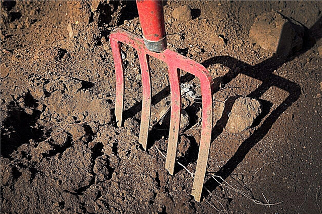 Fungsi Menggali Garpu: Apakah Garpu Penggalian Yang Digunakan Di Taman