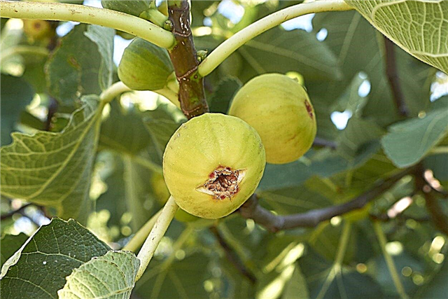 การรักษา Fig Tree Borer: เรียนรู้วิธีจัดการ Fig Borers