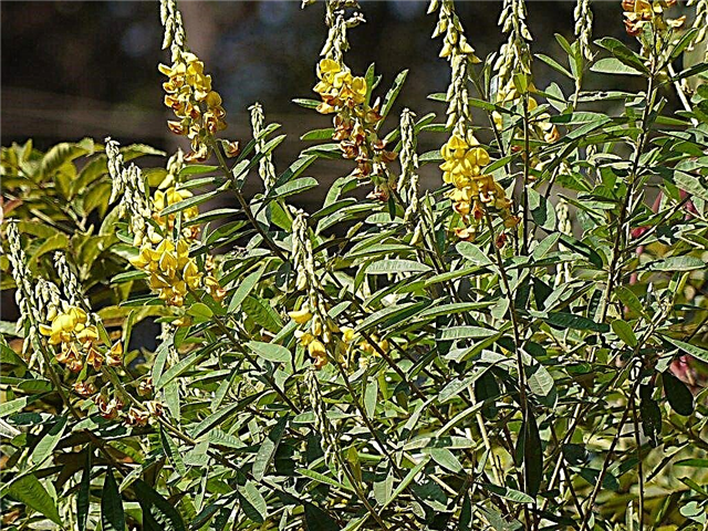 Showy Rattlebox Control: Managing Showy Crotalaria in Landscapes