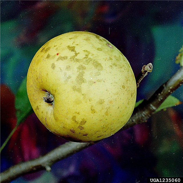 Mis on Apple Blotch seen: näpunäited õunapuu seenhaiguse raviks