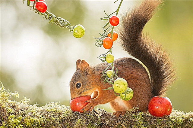 Garder les écureuils hors des jardins: conseils pour protéger les tomates des écureuils